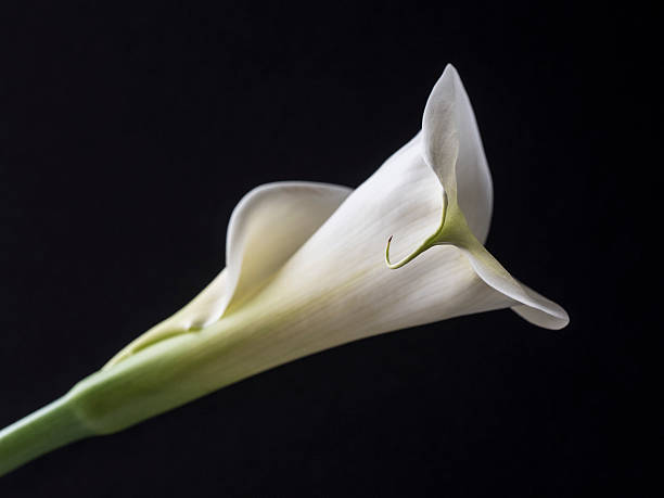 istock Zantedeschia aethiopica, calla lily 526150834