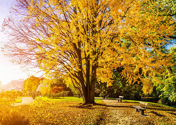 istock Beautiful autumn scene in park at sunrise 526151383