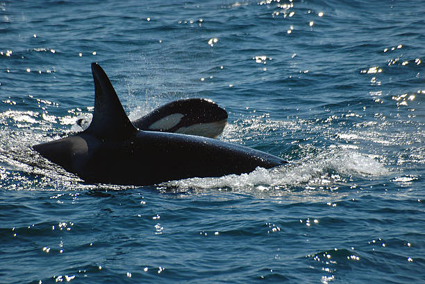 deux des orques - pod photos et images de collection