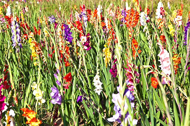 istock beautiful flowers in the meadow 526152407