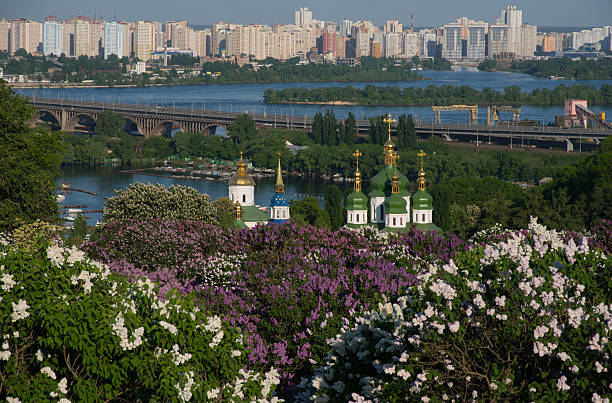 istock Lilac blossom in Kiev 526152676