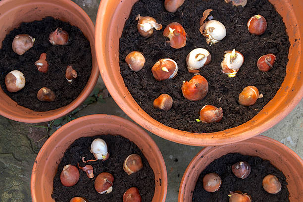 Spring flowering  garden bulbs planted in pots Spring flowering just planted sprouting tulip bulbs planted in terracotta flower  pots plant bulb stock pictures, royalty-free photos & images