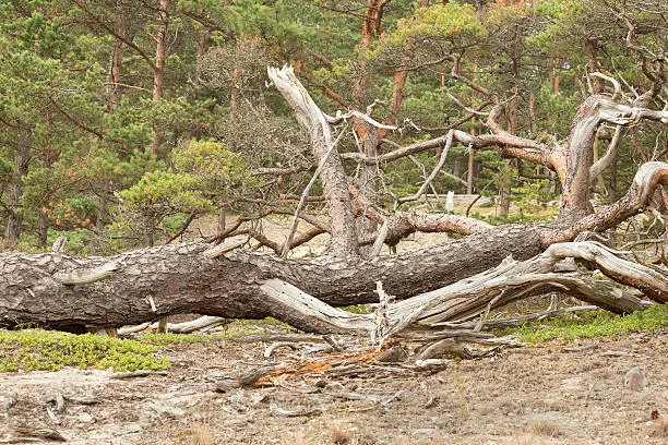 Fallen pine in dry, sandy environment, important habitat for many rare insects.