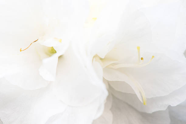 istock Macro of a white rhododendron . Landscape 526152848