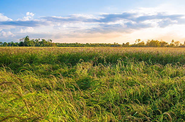 istock Green rice fild with evening sky 526152900
