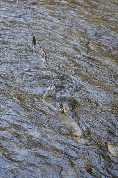 istock Fish Swimming in the annual Salmon Run 526152963