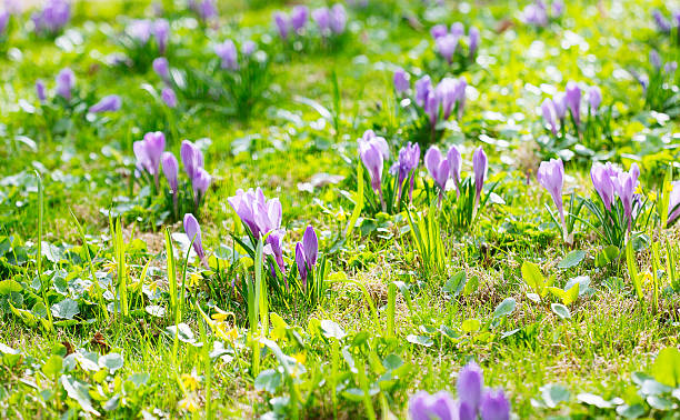 istock Group of Purple crocus (crocus sativus) with selective/soft focu 526152990