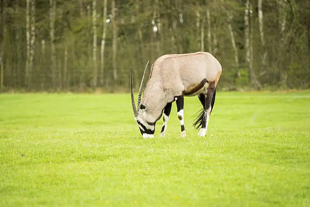 Wild game animals on pasture , in background forest with green trees