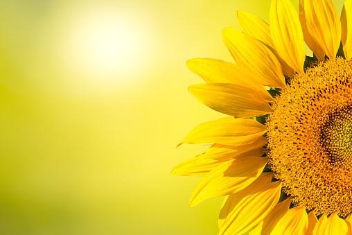 Floral background border of yellow sunflower.