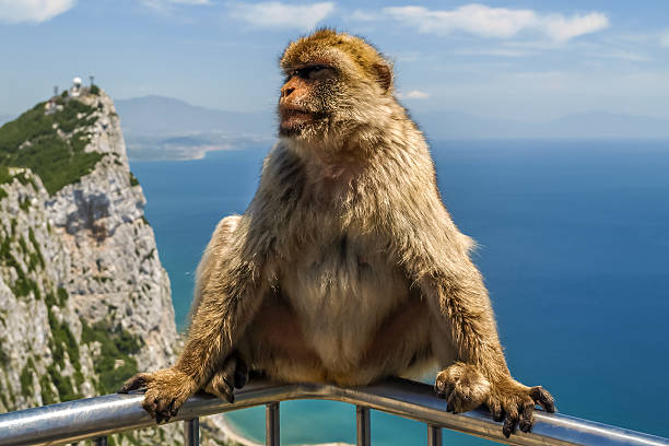 istock view of monkey on a balustrade of the building 526153413
