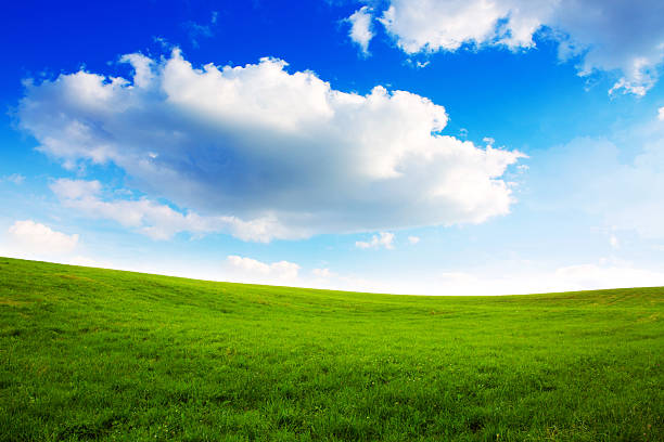 istock Summer landscape with green grass and blue sky. 526153558