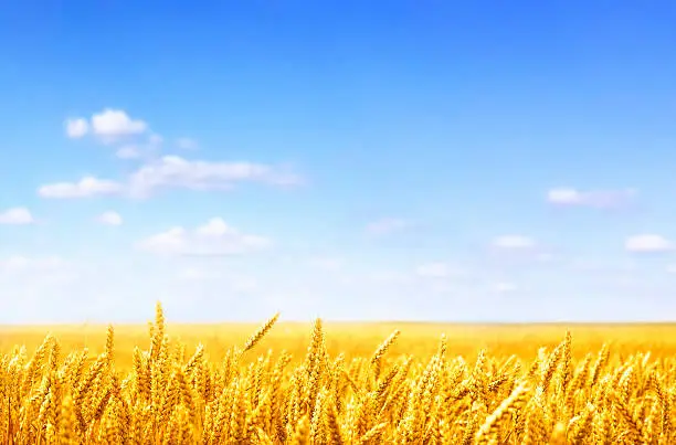 Photo of golden wheat field on sunny day