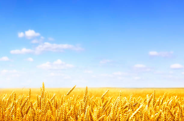 dourado campo de trigo no dia solarengo - golden wheat imagens e fotografias de stock