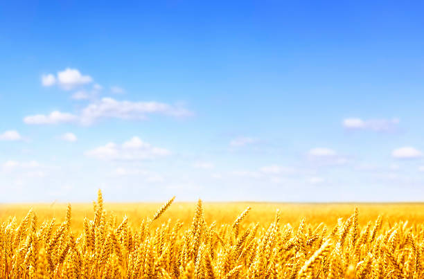 золотой пшеницы поле в солнечный день - golden wheat стоковые фото и изображения