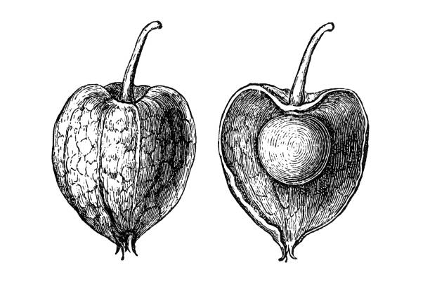 ilustrações, clipart, desenhos animados e ícones de physalis alkekengi (câmara cereja, lanternas chinesas - japanese lantern illustrations