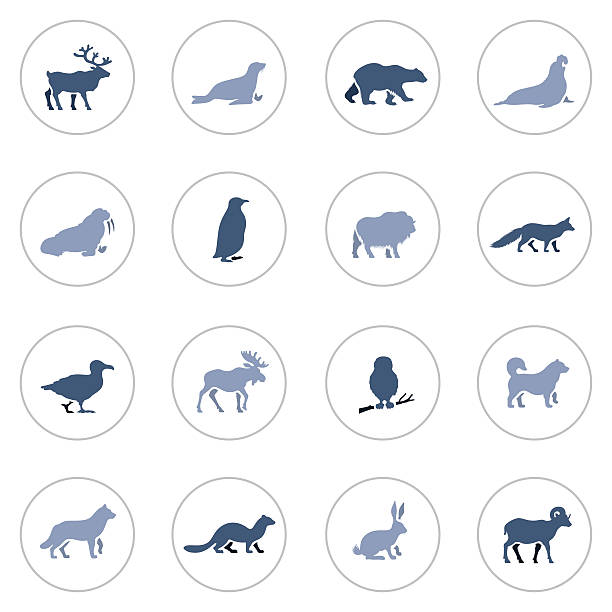 Polar Animals Icon Set Illustrator Vector EPS file (any size), High Resolution JPEG preview (5417 x 5417 px) and Transparent PNG (5417 x 5417 px) included. Each element is named, grouped and layered separately. Very easy to edit. arctic fox stock illustrations