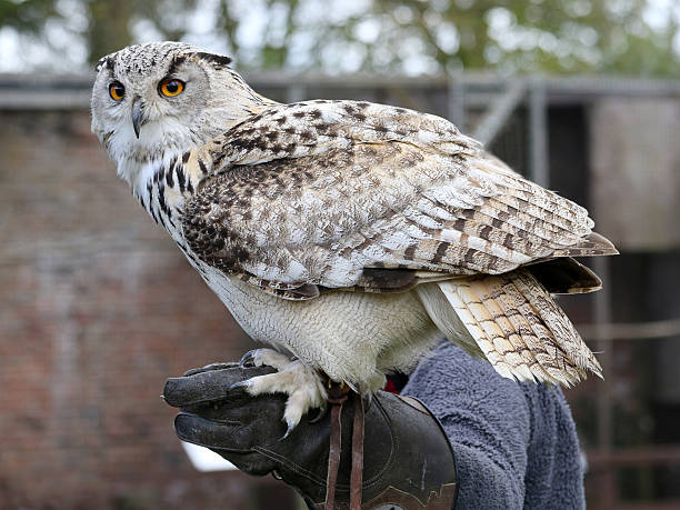 istock Falconer with a Turkmenian Eagle Owl 526153934