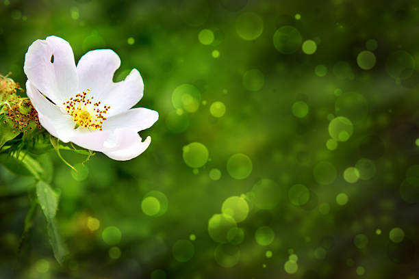 Photo of rose hip blossom of white color in fresh green nature.