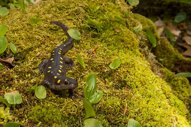 A Spotted Salamander crawling over a bed of moss on the edge of a vernal pool.