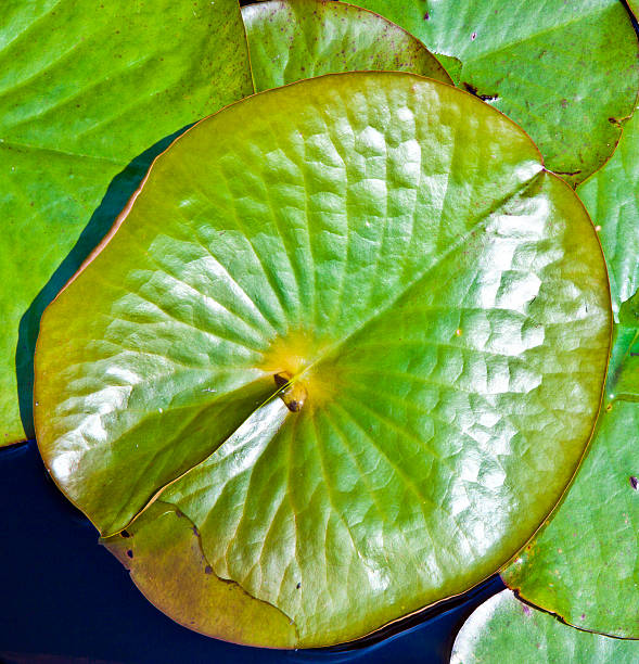 istock lotus water lily leaf in lake 526154863