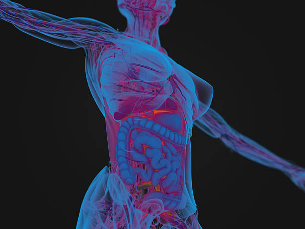 istock Female human anatomy, torso showing intestines. 526155556