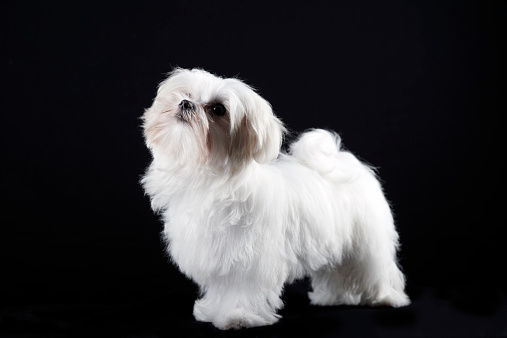 Maltese Dog. Color Image