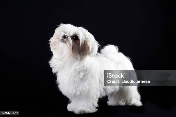 Maltese Dog Color Image Stock Photo - Download Image Now - Animal, Bichon, Black Background