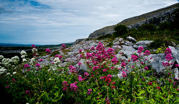 Flowers on the Burren Flowers on the Burren the burren photos stock pictures, royalty-free photos & images