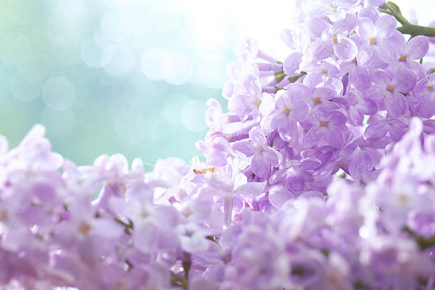 istock lilac flowers macro background 526176757