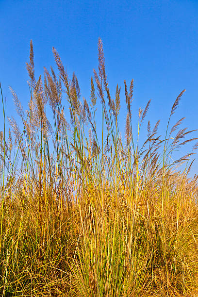 big brin d'herbe sous ciel bleu - clear sky nobody blade of grass summer photos et images de collection