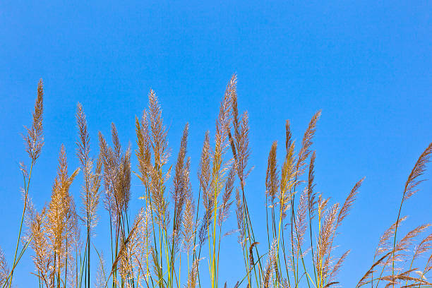 big brin d'herbe sous ciel bleu - clear sky nobody blade of grass summer photos et images de collection