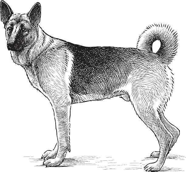 Vector illustration of German shepherd