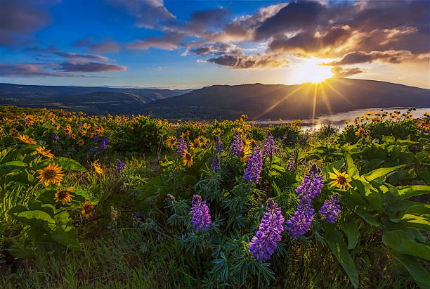 Beautiful widflower in sunrise in Columbia river gorge, Oregon Beautiful widflower in sunrise, Columbia river gorge, Oregon balsam root stock pictures, royalty-free photos & images