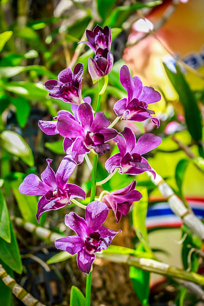 purple orchid - vertical studio shot indoors pink zdjęcia i obrazy z banku zdjęć