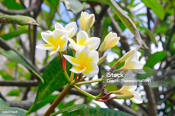 Beautiful White Flower In Thailand Lan Thom Flower Stock Photo - Download Image Now