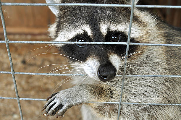 Sad Raccoonm Sad Raccoon Stock Photos, Pictures & Royalty-Free Images - iStock