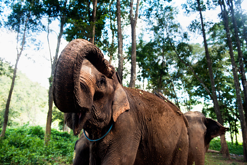 Two rescued elephants walk freely through the tropical forest in the national park at Chiang Mai, Thailand. The elephant raises his trunk and sprays dirt. Photographed with a Nikon D800.