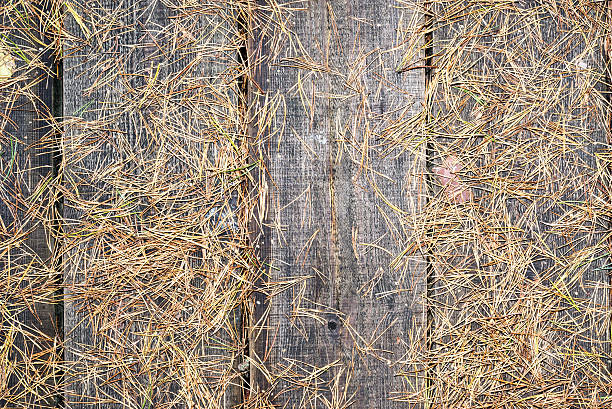 istock old wooden planks covered with leaves 526180091