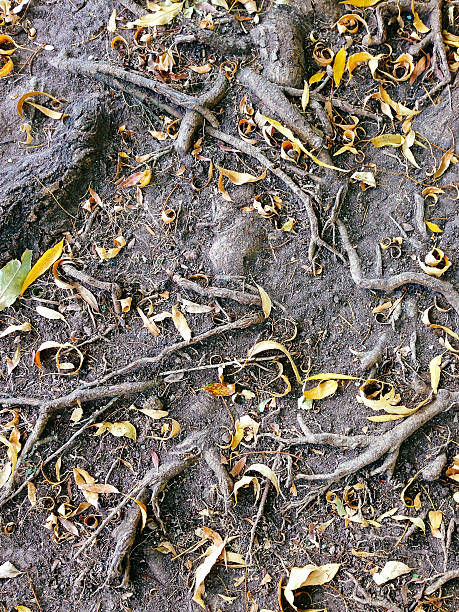 istock The naked roots of trees 526180821