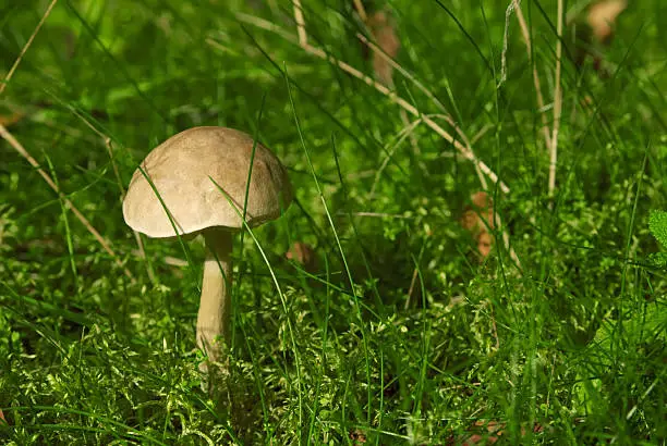 Brown-cap boletus edible mushroom in the forest