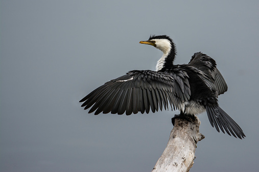 Little Pied Cormorant perched on a log in Lake Illawarra drying it;s wings