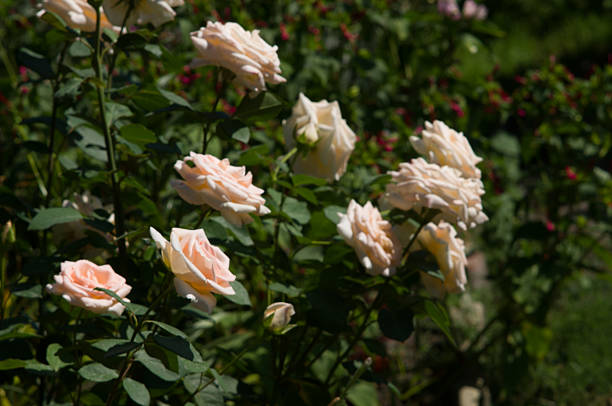 istock Defocused pink roses bush in the garden 526192807