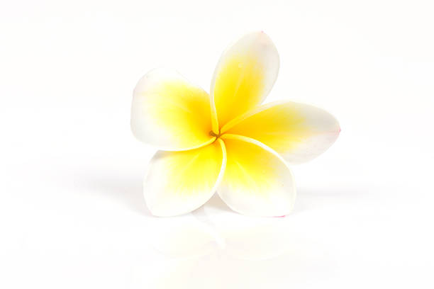 istock frangipani flower isolated on white background 526193395