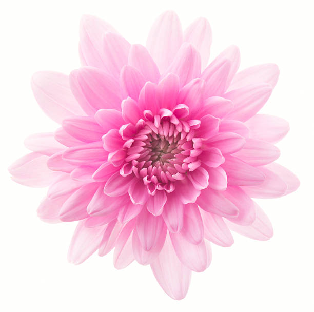 Chrysanthemum. Pink flower on white background chrysanthemum photos stock pictures, royalty-free photos & images