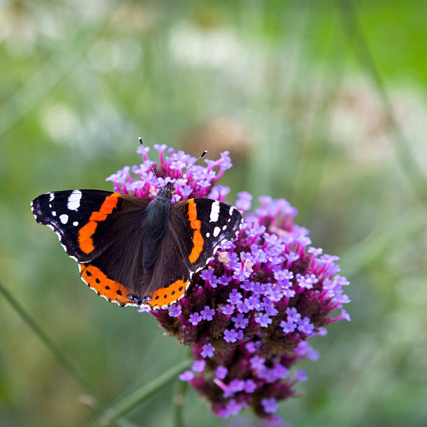 beautiful Butterfly in The Garden The Red Admiral is a well-known colourful butterfly, found in Europe. vanessa atalanta stock pictures, royalty-free photos & images