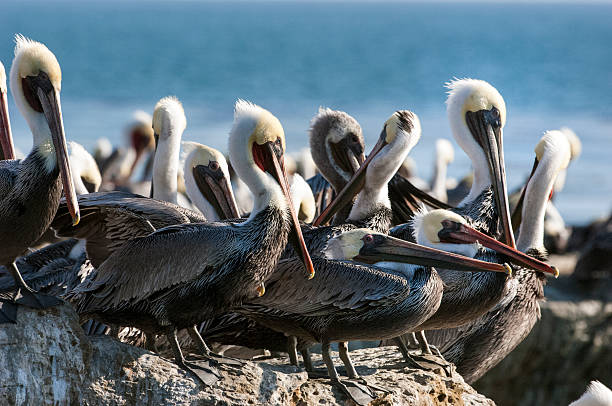 istock Brown Pelican Resting on Coastal Rocky Shore 526194305