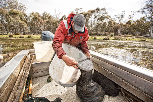 anguila de muelle - eel trap fotografías e imágenes de stock