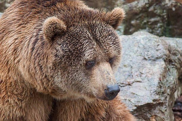 istock Beautiful specimen of grizzly bear 526196649