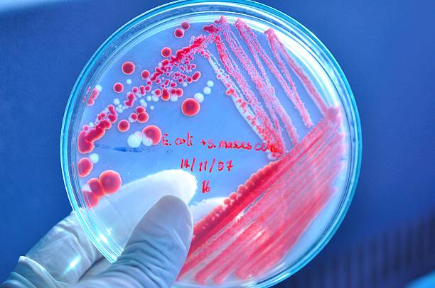 istock Petri dish with red colony of bacteria 526196715