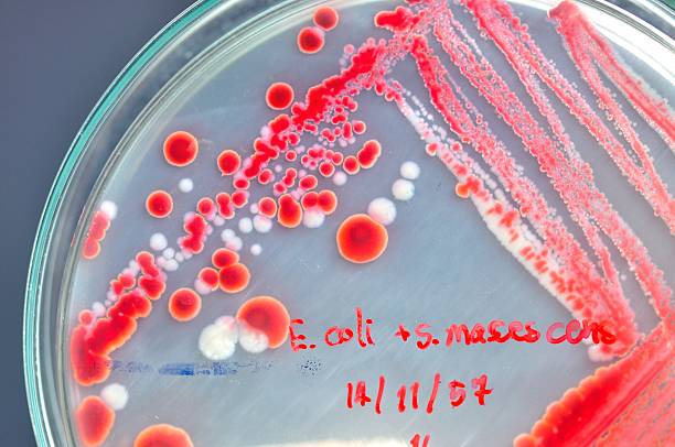 istock Petri dish with red colony of bacteria 526196719